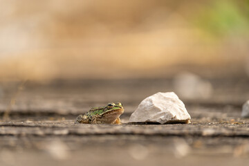 Ein Frosch sitzt auf dem Boden bei sonnenschein und neben ihm steht ein weißer Stein