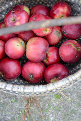 Sweet and tasteful apples in vintage basket