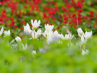白いゼフィランサスの花