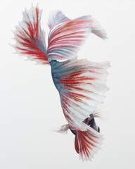 Obraz premium Halfmoon betta fish, siamese fighting fish, Capture moving of fish, abstract background of fish tail 