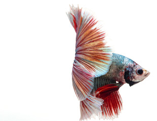 Fototapeta premium Halfmoon betta fish, siamese fighting fish, Capture moving of fish, abstract background of fish tail 