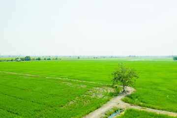 Field rice with landscape green pattern nature background
