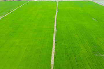 Obraz premium Field rice with landscape green pattern nature background 