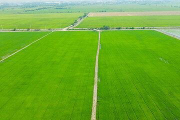 Obraz premium Field rice with landscape green pattern nature background 