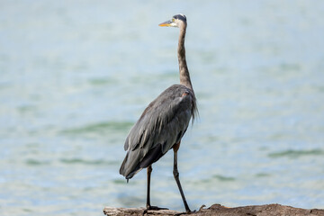 Grey heron at the water's edge