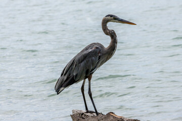 Grey heron at the water's edge
