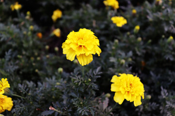 Romantic yellow flowers wallpaper. Beautiful natural backdrop with flower blossom