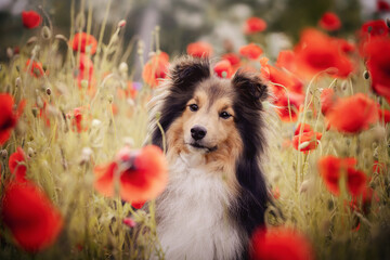 Sheltie im Mohn