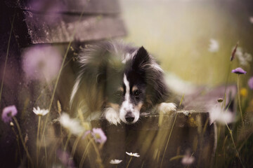Sheltie Wildblumenwiese