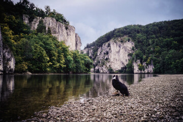 Sheltie am Donaubruch Weltenburg 