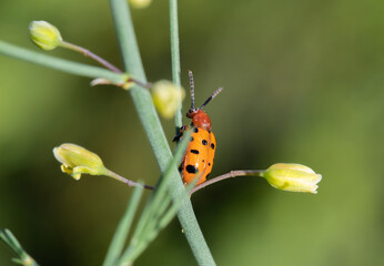 a ladybug is sitting on a favorite plant