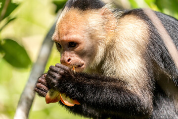 White-faced capuchin monkey in the forest near Puerto Viejo, Caribbean coast, Costa Rica
