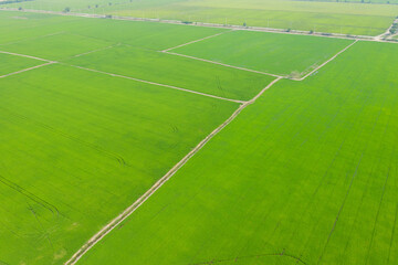 Fototapeta premium aerial view from flying drone of Field rice with landscape green pattern nature background, top view field rice 