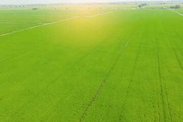 Obraz premium aerial view from flying drone of Field rice with landscape green pattern nature background, top view field rice 