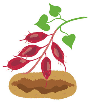 4 014 件の最適な サツマイモの葉っぱ 画像 ストック写真 ベクター Adobe Stock