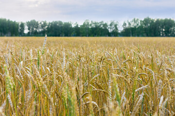 ripe ears of wheat of golden color on the field