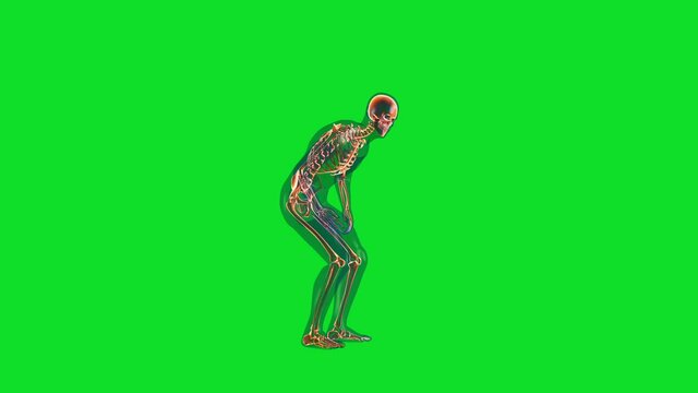 Human x-ray body and skeleton, stomack pain loop, Green Screen
