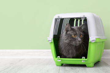 Cute cat in carrier near color wall