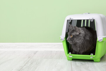 Cute cat in carrier near color wall