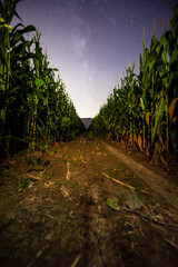 corn field at night with the milky way in the sky