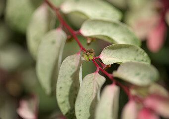 Breynia disticha ornamental bush pink variegated foliage natural floral macro background
