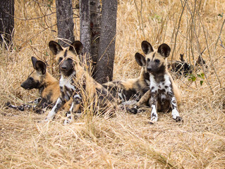 Curious African painted dog pups