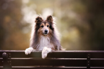 Sheltie Senior (13) darksable