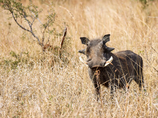 Warthog in Kruger National Park