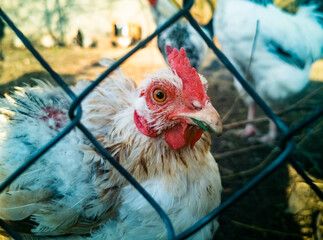 sick white hen behind the fence. close-up of a live plucked cock in a cage