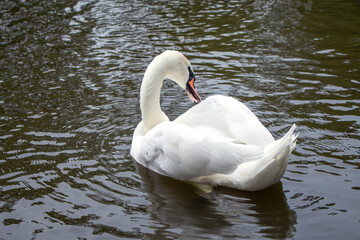 profile of white swan on blue misty lake. the swan is cleaning its feathers. curved swan neck. High quality photo