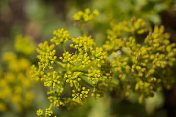 Flora of Gran Canaria - flowering Astydamia latifolia, Canary Sea Fennel, edible plant native to...