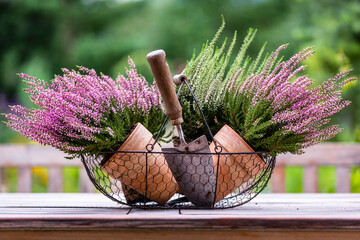 Blooming heathers in a basket on a table in the garden. - obrazy, fototapety, plakaty