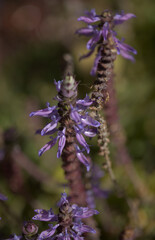 Blue flowers of Nepeta, cat mint, natural macro floral background
