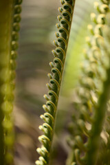 unfurling leaf of cycad plant natural macro floral background