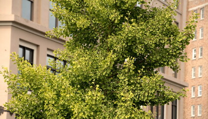 Fototapeta na wymiar Maidenhair tree in front of a tall building in Bellingham
