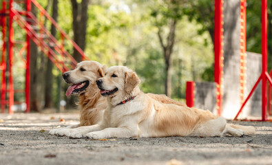 Golden retriever dogs outdoors