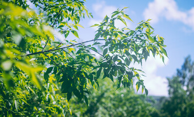Fototapeta premium green leaves against the blue sky
