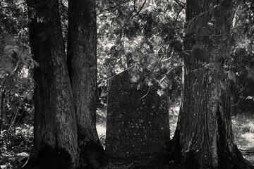Old gravestone between trees at the cemetery of Urjala, Finland.