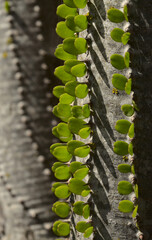 Alluaudia ascendens, plant endemic  to Madagascar natural macro floral background
