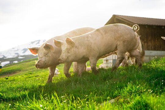 Gl&uuml;ckliche Schweine in der Schweiz