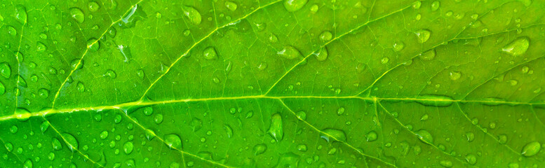Closeup of green leaf with water drops. Nature and ecology abstract design background.