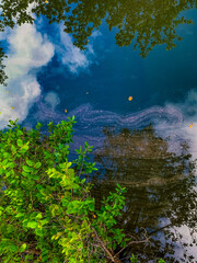 Fototapeta na wymiar Polluted water in the mangroves of Broward