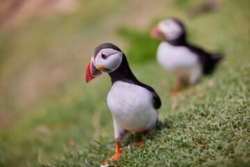 puffin standing on a rock cliff . fratercula arctica