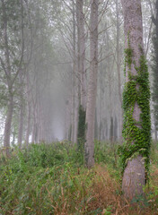poplar forest on early foggy morning near river seine in french regional park between rouen and le havre