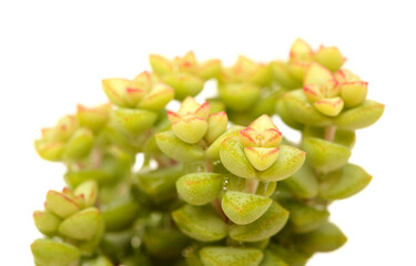 Small succulent Crassula marnierana, common name Jade Necklace, isolated on white
