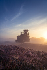 Foggy sunrise over Dutch heath landscape with flowering heather. Drente, the Netherlands.