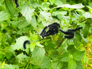 Black Peacock-eye butterfly caterpillars (Aglais io, formerly Inachis io) close-up sitting on nettles