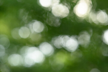 Bokeh Background abstract green circles from natural forests.