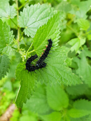 Black Peacock-eye butterfly caterpillars (Aglais io, formerly Inachis io) close-up sitting on nettles