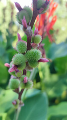 Red flower with big green leaves,  Sierra Leone arrowroot, canna, cannaceae, canna lily, Flowers at the park, nature background. red Canna indica Photo wallpaper